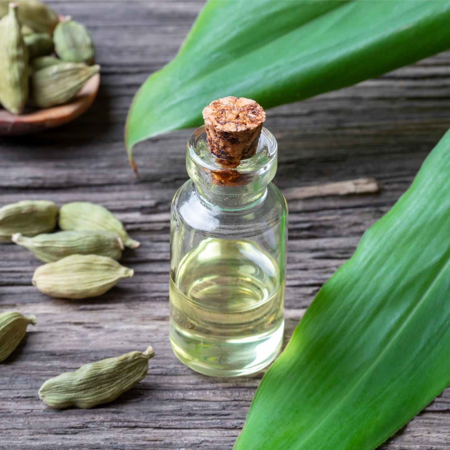 100% Pure, Natural Cardamom Essential Oil