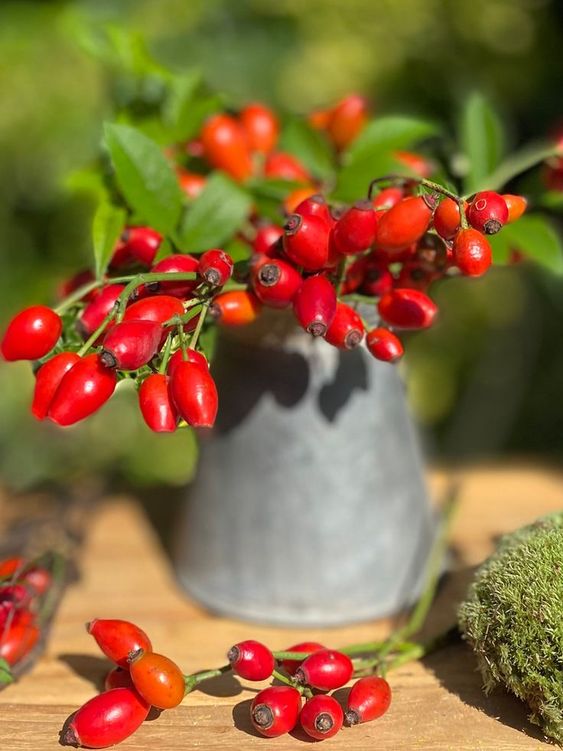 Dried_wild_rose_hips_2