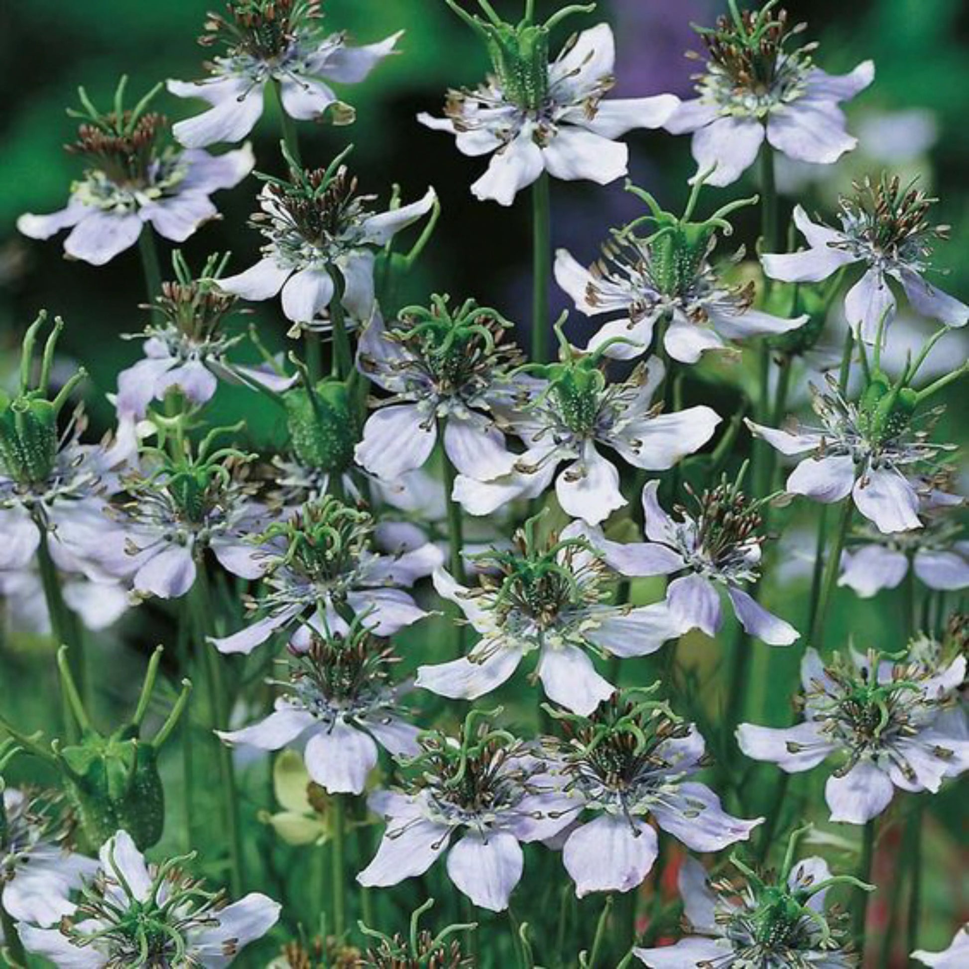 Fennel_ground_2